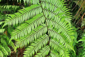 treefern (3) treefern (3)